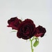 Buyer Avatar