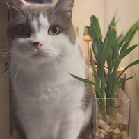 CreationsByMeow
