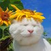 nik kitten