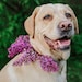 Lovedogsgifts