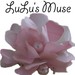 lulusmuse avatar