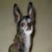 badchihuahuadesigns