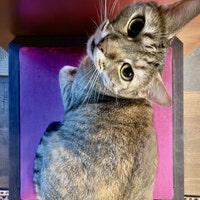 Catmission