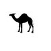 Tuareg Collection avatar