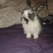 Buyer Avatar
