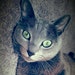 Buyer Avatar