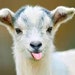 ThePlanningGoat
