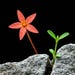 Lithacraft