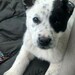 Raelynn