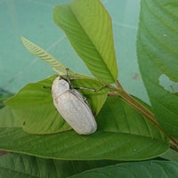 suryatropical