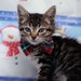 solarcat18 avatar