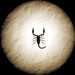 ScorpionMoonDesigns avatar