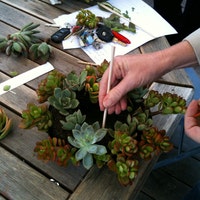 SucculentSalon