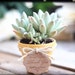 Plantastic Plants avatar