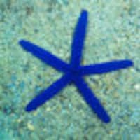 SeaStarCraftBoutique
