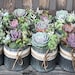 Blooms and Succulents