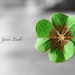 LuckyCloverJStudio