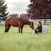 HorseFeatherDesignss