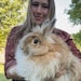 WoollyWondersStudios
