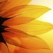 SunshineCrafts19