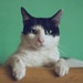 Buyer Avatar