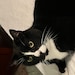 Buyer Avatar