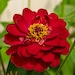 itsgarden