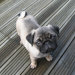 Buyer Avatar