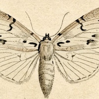 MothVintageAtelier
