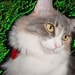 Buyer Avatar