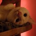 Woodside Cat Trees avatar
