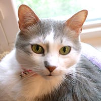 CoolCyberCats