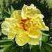 GoldenFinchFinds