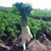 Buyer Avatar