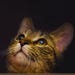 CatLoverNotebook