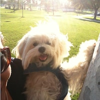 FUZZPAWSLUV