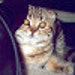 Buyer Avatar