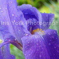 IrisYorkPhotos