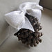 pineconeshoppe