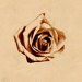 Rocket Rose avatar