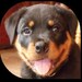 Bruce avatar