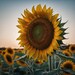 Sun Flower avatar