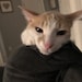 KappisCards