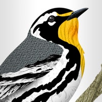 BirdEtiquette