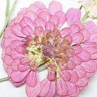 BlossomOnBlooms