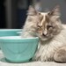 Pip’s Pyrex