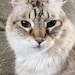Buyer Avatar