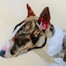 Wild Beach Comber avatar