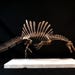 FOSSIL-SKULL-REPLICAS