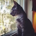 PetsbyJanna